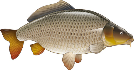 Carp realistic illustration.