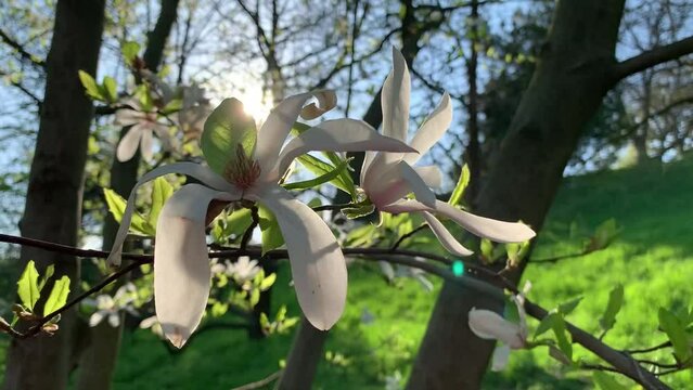 White magnolia flowers on tree branches in the bright sun in the park. On the background of green grass and blue sky.