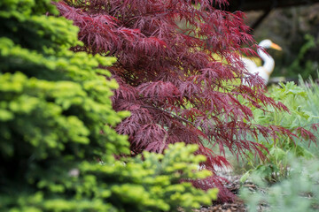 kwitnący klon miniaturowy w ogrodzie na tle świerku oraz łabędzia © siwyk