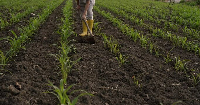 Farmer hoeing the field in the cornfield