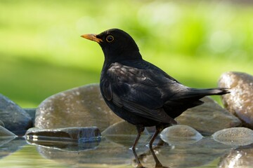  Blackbird, male standing in water. Portrait. Moravia. Czechia. 