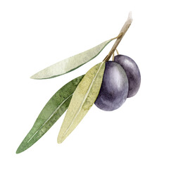 Olive branch with leaves and fruits. Watercolor illustrations isolated on white background. For packaging design, wedding, stationery, greetings, wallpapers, and invitations