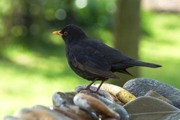 Obraz premium Blackbird, male, stands on stones in the light. Portrait. Moravia. Czechia.
