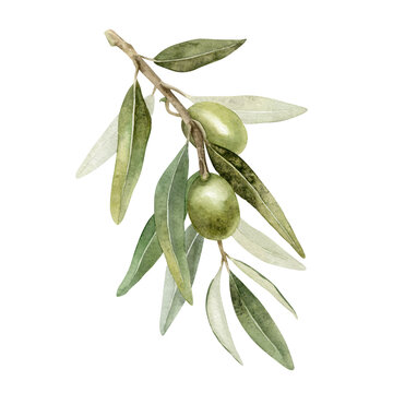 Olive branch with leaves and fruits. Watercolor illustrations isolated on white background. For packaging design, wedding, stationery, greetings, wallpapers, and invitations