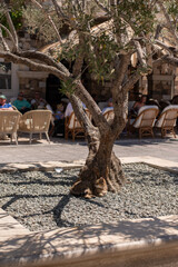 cat on the street under an olive tree in kardamena greek island kos greece