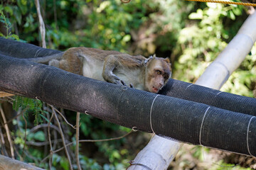 macaque monkey in oslob on cebu island