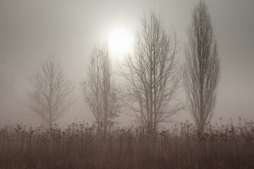 Jesienne drzewa we mgle na tle wschodzącego słońca.