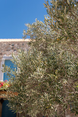 olive tree greece Mediterranean greek scenery postcard view old town historical ruins stone wall...