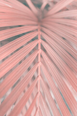 Soft focus smoke Palm leaf in tropical forest plants. Nature gray, beige, pink color background.