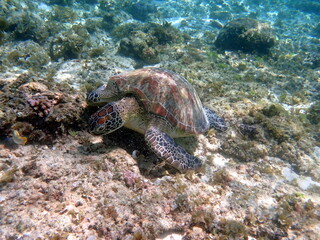 sea turtle in the coast near waters at moalboal