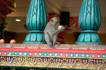Foto auf Acrylglas wild monkeys at batu cave temple ín kuala lumpur © chriss73