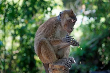 Poster macaque monkey in oslob on cebu island © chriss73