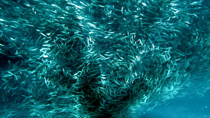 huge school of sardines in moalboal on cebu island