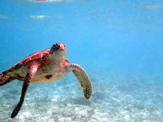 Fototapeta premium sea turtle in the coast near waters at moalboal