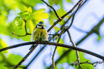 Titmouse bird, small wildlife birds, at public park