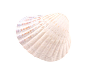 White seashell, transparent background