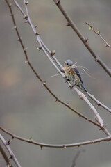 A female eastern bluebird carrying nesting material assessing her surroundings