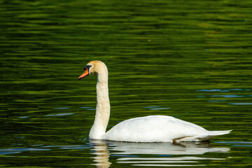 beautiful white swan floating on calm water