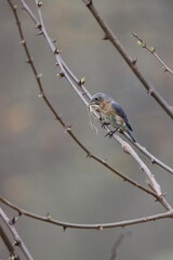 A female eastern bluebird carrying nesting material