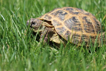 Closeup of a tortoise walking in grass