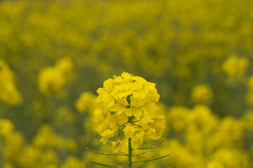 Rapeseed flowers growing in May on a yellow meadow background