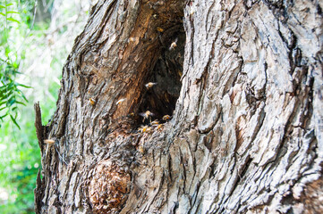 Bee hive and bees in an old Pepper tree