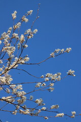 Serviceberry branches against the blue sky in springtime