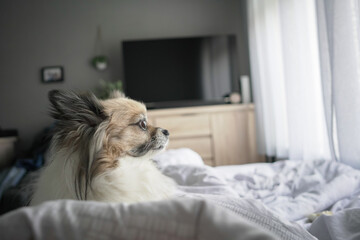 Chihuahua in the bedroom looking at the window Side View