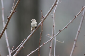 A female house finch sitting on a thorny black locust branch in early springtime in New York