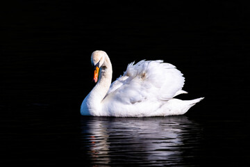 beautiful white swan floating on calm water