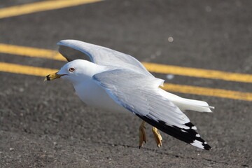 A ring-billed gull landing in a parking lot
