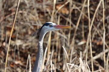 Closeup up of a great blue heron among tall grasses