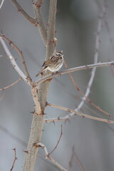 A song sparrow perched on a black locust tree in winter