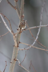 A song sparrow sitting in a thorny black locust tree in wintertime