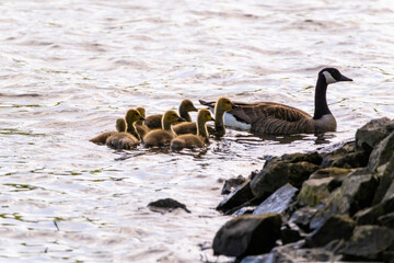 Naklejka premium Grey wild goose, cute Water Birds Geese