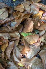 Sweet chestnuts or Castanea sativa leaves on the ground, use as a background