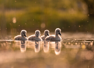 Mute swan babies in golden light
