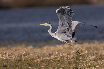 Grey heron - Ardea cinerea -  take off  for flight at Ujście Warty National Park in Poland.