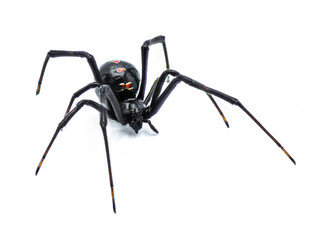 Latrodectus mactans - southern black widow or the shoe button spider, a venomous species of spider in the genus Latrodectus. Florida native. Young female isolated on white background front side view