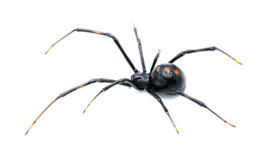 Latrodectus mactans - southern black widow or the shoe button spider, is a venomous species of spider in the genus Latrodectus. Florida native. Young female isolated on white background side view