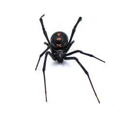 Latrodectus mactans - southern black widow or the shoe button spider, a venomous species of spider in the genus Latrodectus. Florida native. Young female isolated on white background top front view