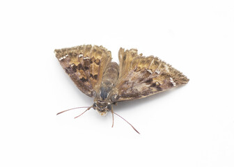 Horaces Duskywing - Erynnis horatius - a small medium brown butterfly with white spots on wing tips isolated on white background top front view