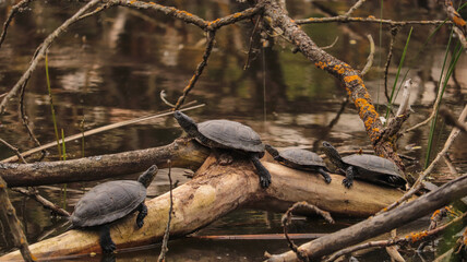 turtles on the tree