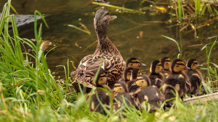 duck and ducklings