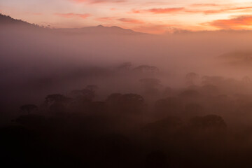 Vale das Araucárias, Parque Estadual Serra do Papagaio, Minas Gerais