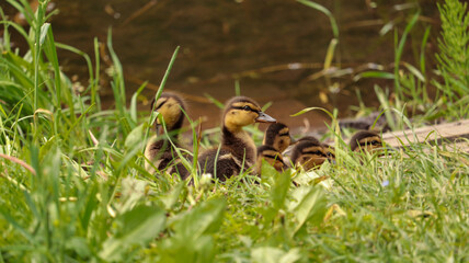 ducks near the pond