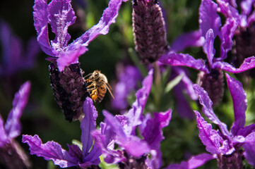 Honey bee in a lavender flower collecting nectar