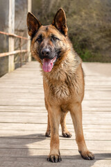 An East European Shepherd stands on a wooden bridge and looks with interest. Selective focus.