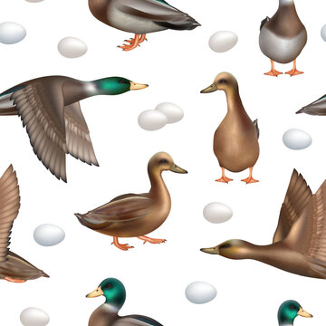 Ducks pattern. Seamless background with wild flying ducks decent vector realistic template