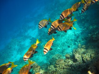 Group of tropical fish swimming in the ocean. Underwater photography, marine life in the sea. Animals and corals in the water.  School of fish (Sea breams - sparidae) and coral reef.